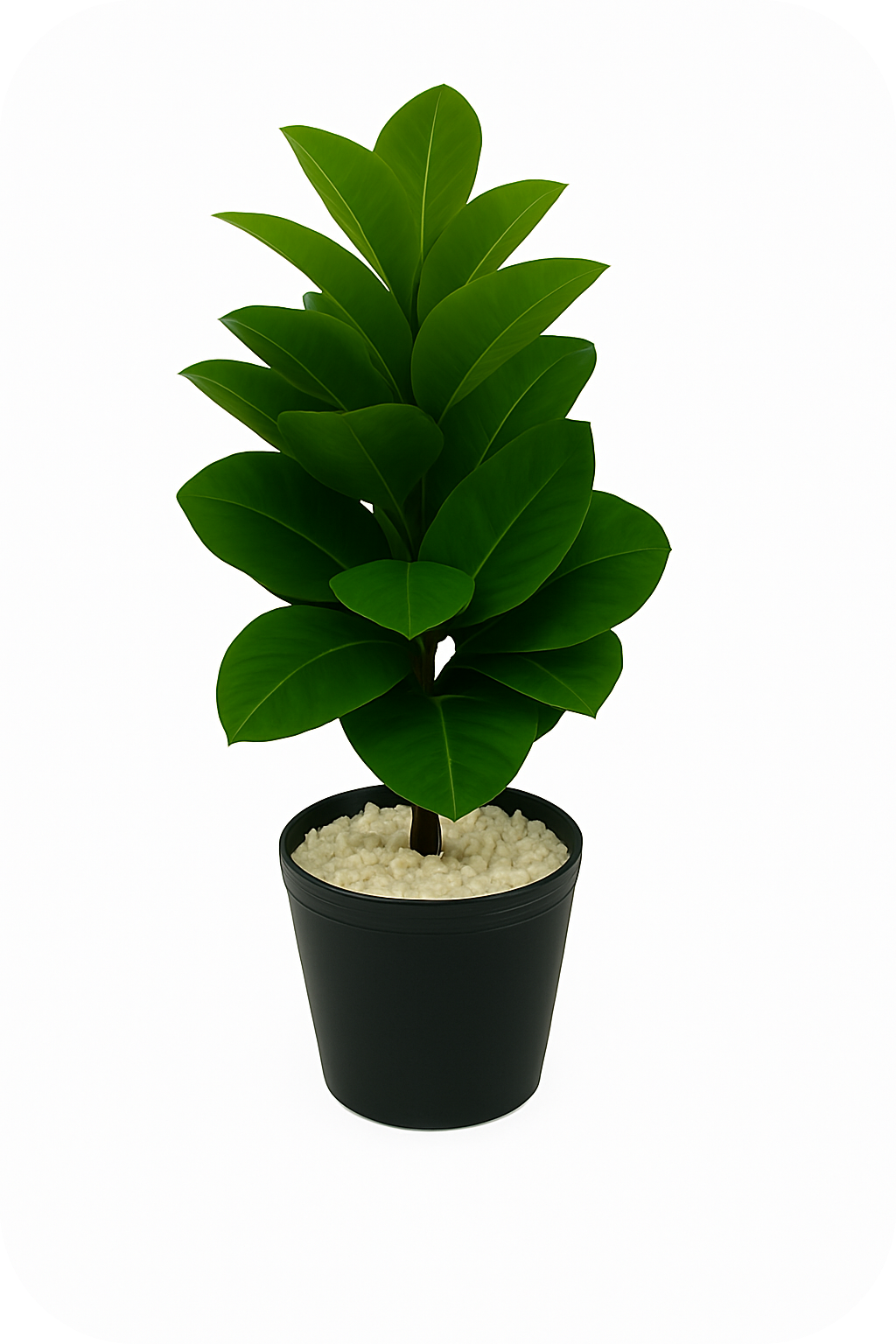 Rubber Plant