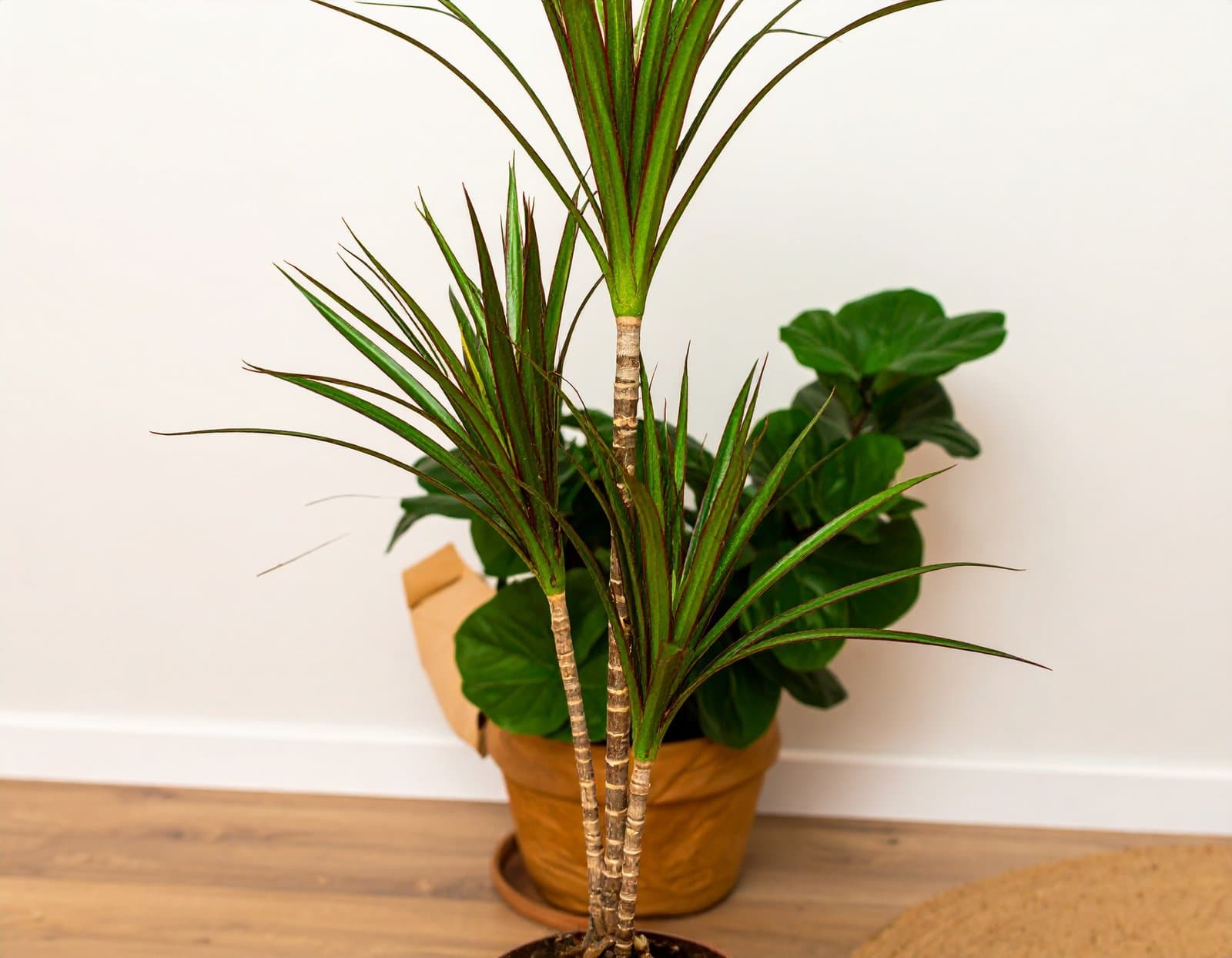 40″ 3 X 1 GREEN YUCCA PLANT