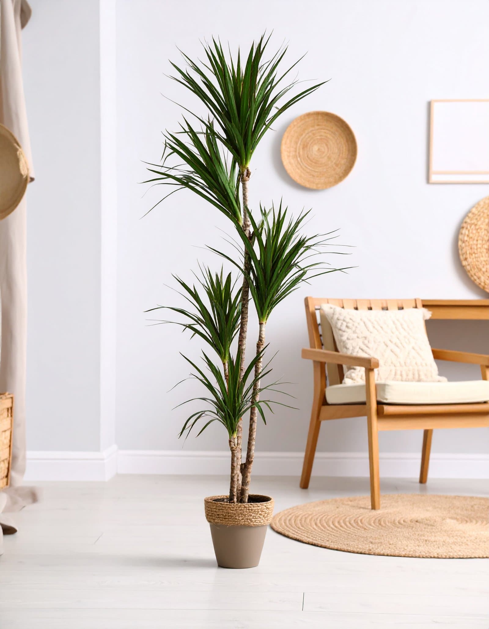 65″ 5 X 1 Green Yucca Plant H-165CM