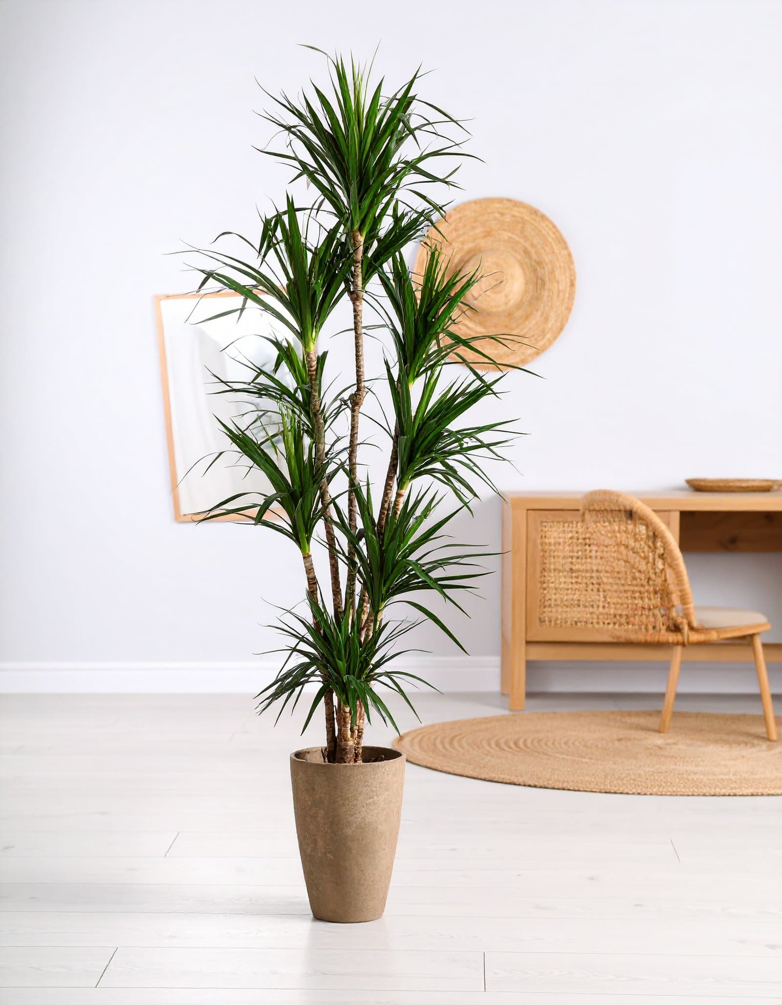 72″ 9 X 1 Green Yucca Plant H-180CM