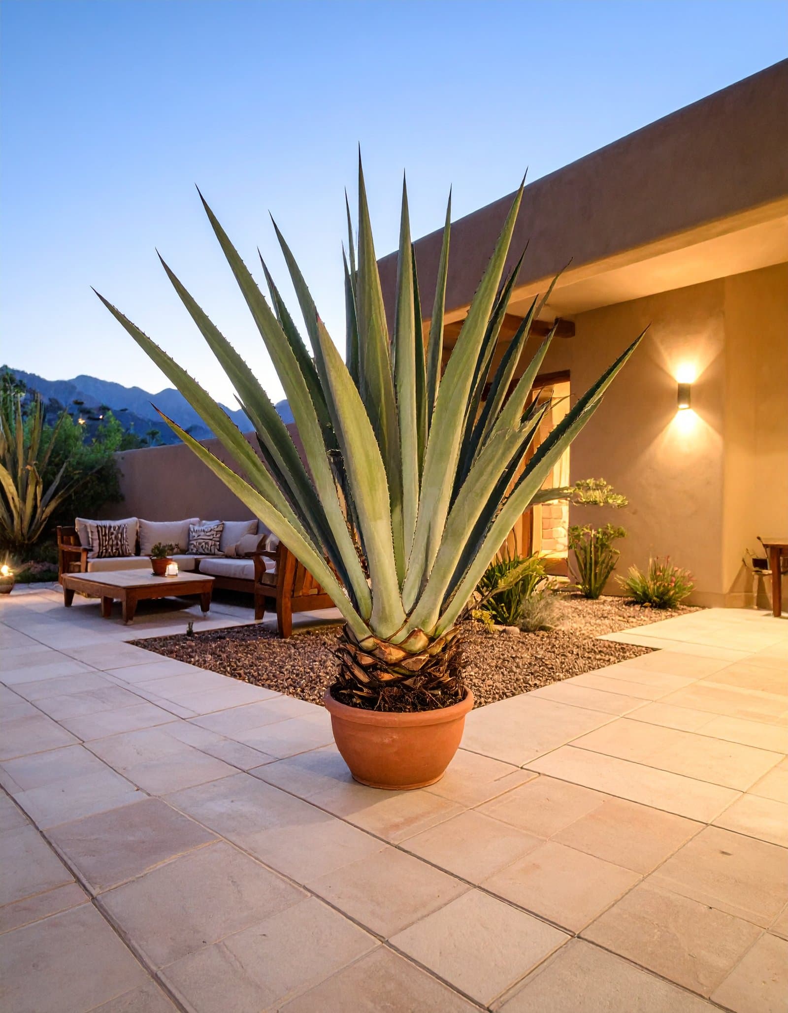 110 CM MEDIUM GREEN AGAVE LOPHANTHA WITH 19 LEAVES.