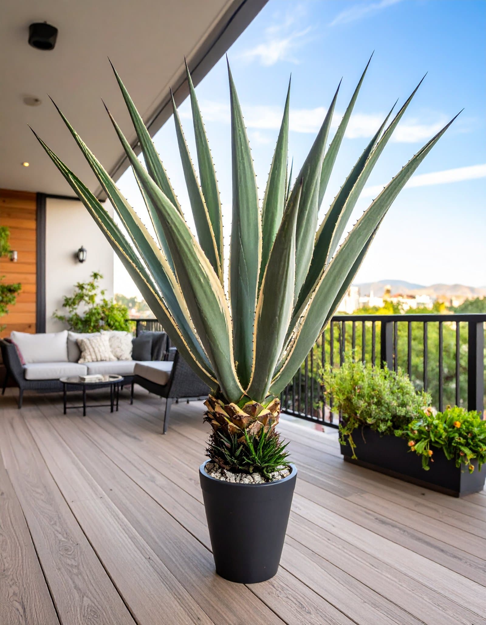 110 CM MEDIUM GREEN/WHITE AGAVE LOPHANTHA WITH 19 LEAVES.