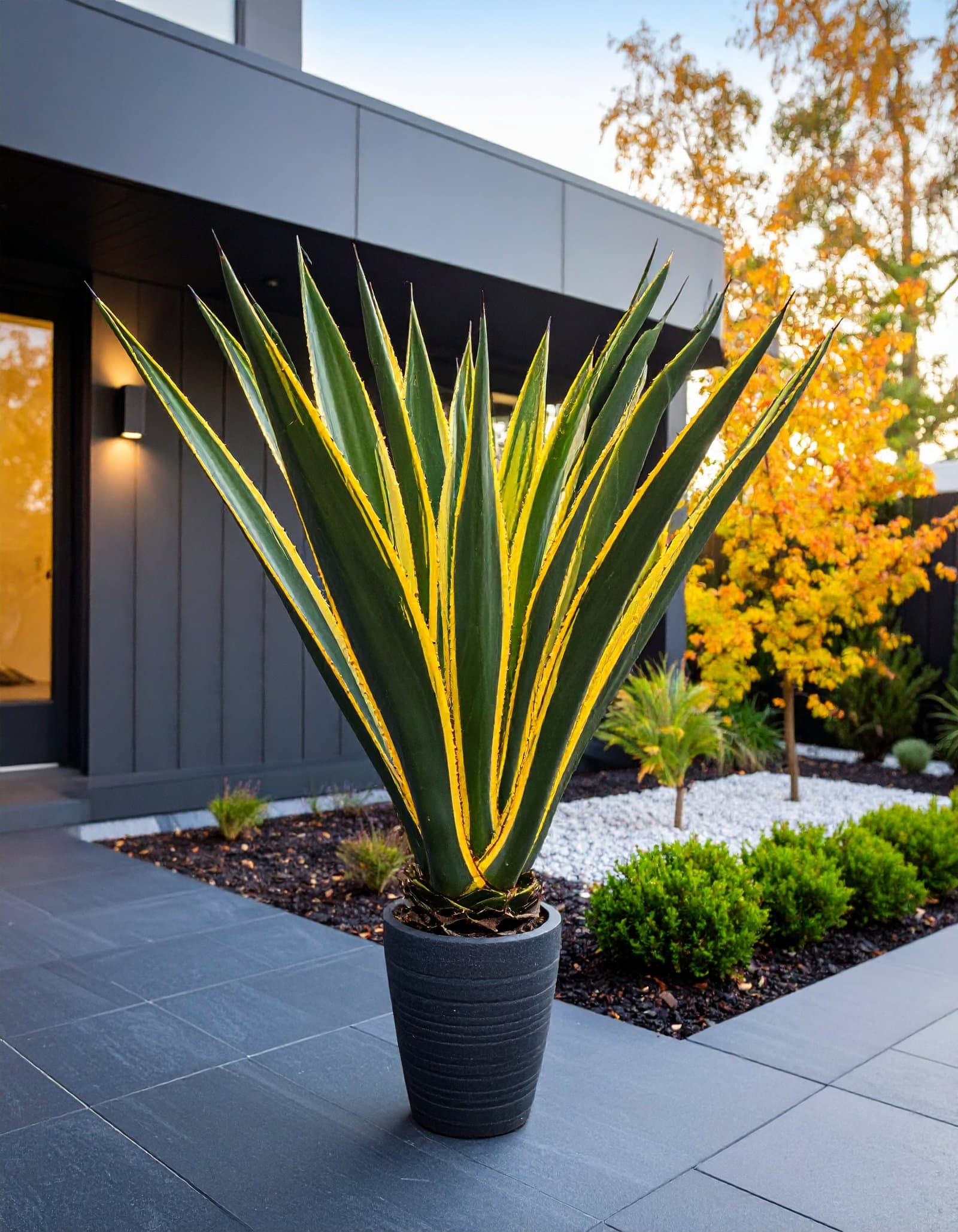 120 CM BIG YELLOW AGAVE LOPHANTHA WITH 21 LEAVES.