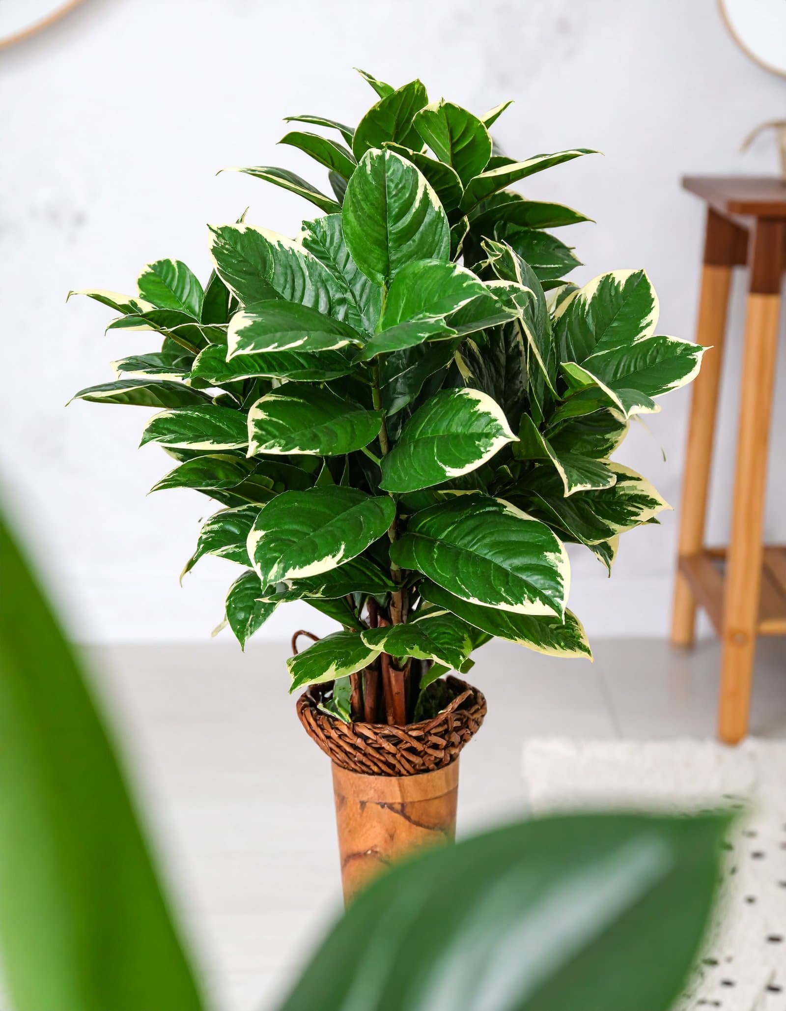 3 Ft 5 X 1 Plant With 125 Natural Touch Leaves (White Border) H -90CM