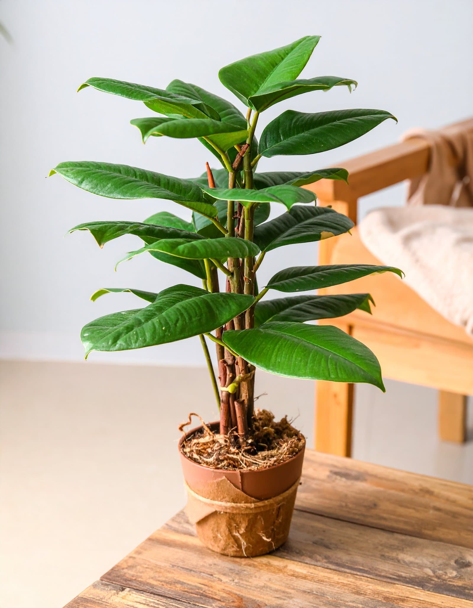 3 Ft Green Rubber Coir Plant With 18 Real Touch Leaves H-90CM