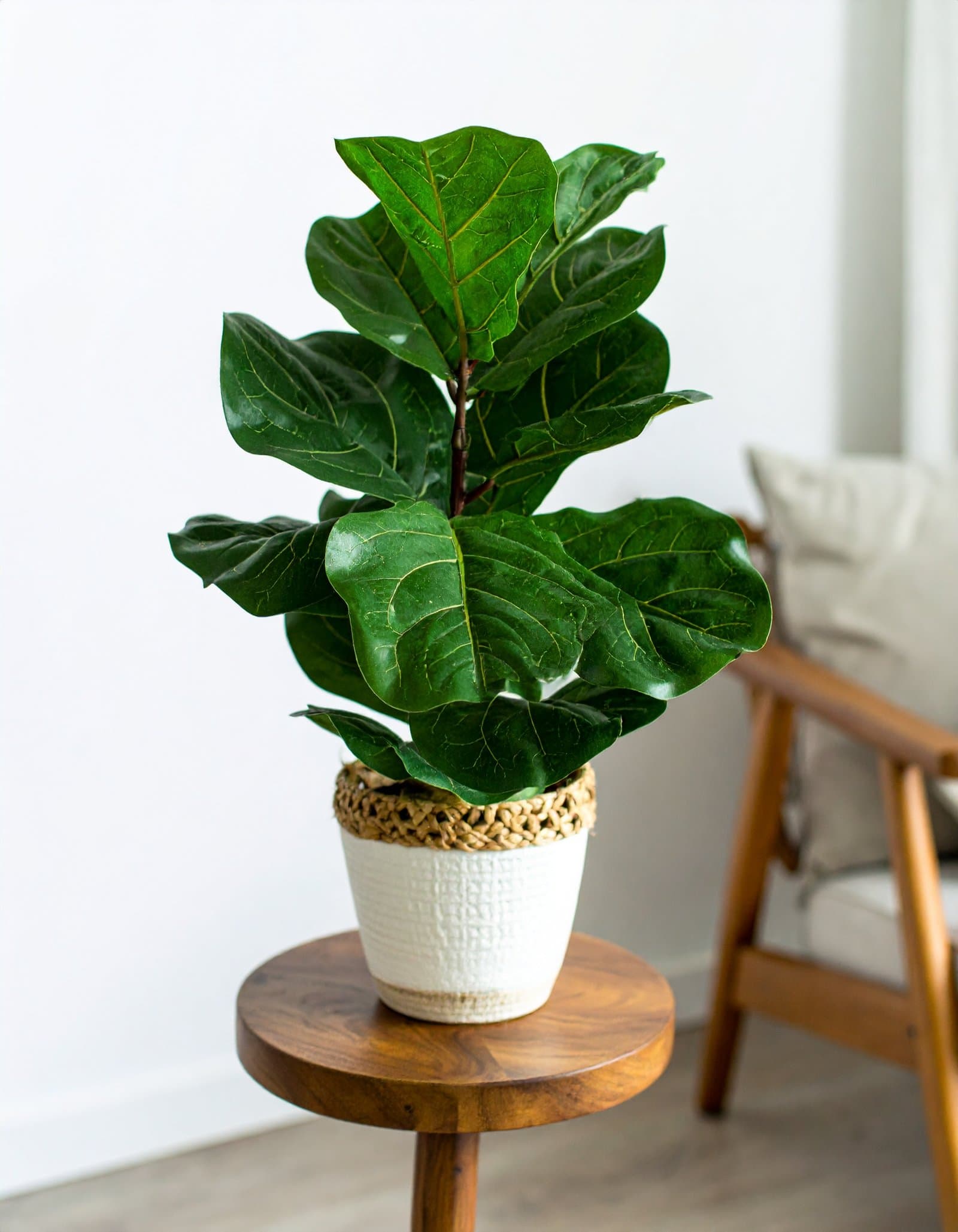 32″ 2 x 1 Fiddle Leaf Fig Plant With 31 Leaves H-80CM