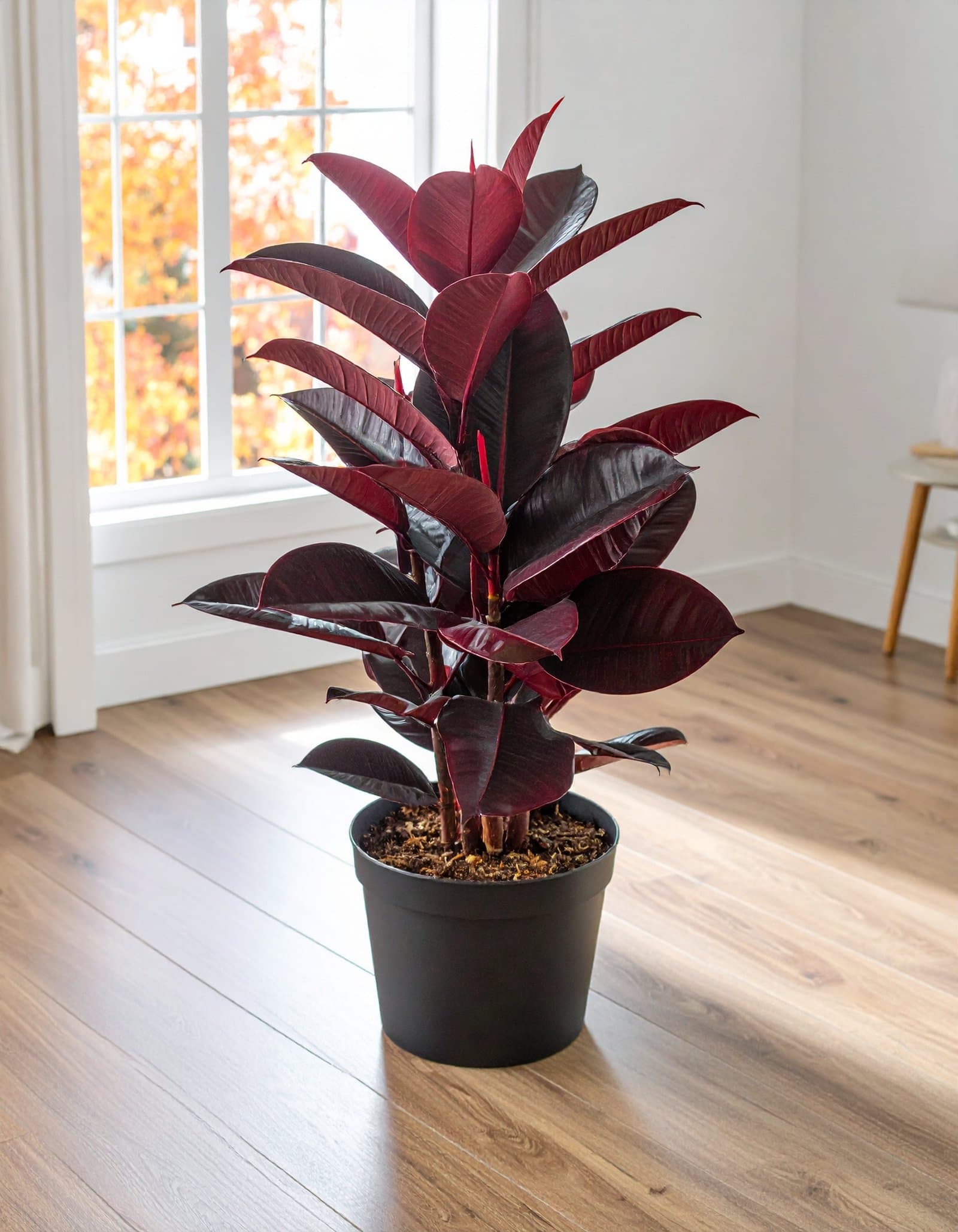 32″ 2 x 1 Red Rubber Plant With 31 Leaves H-80CM