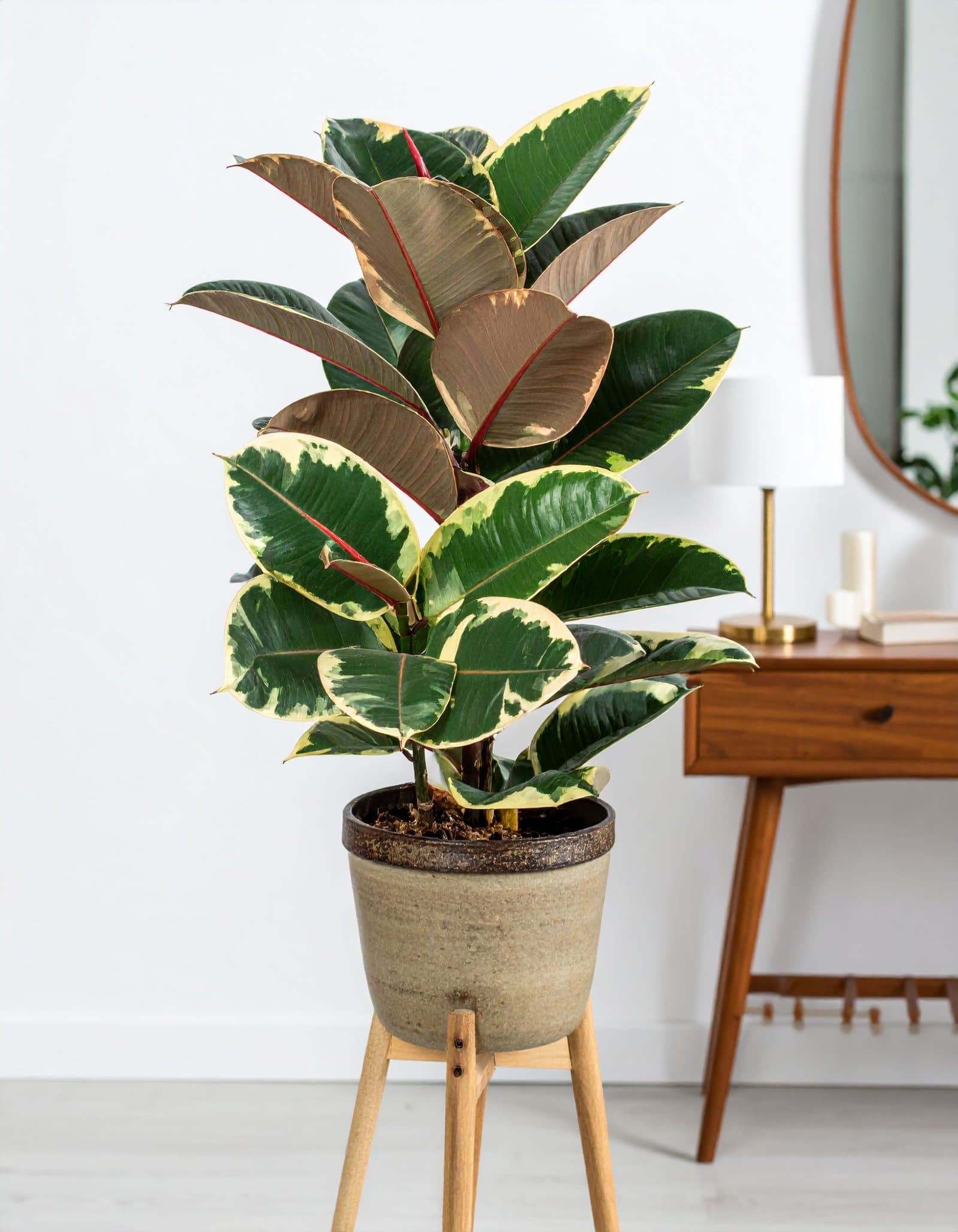 32″ 2 X 1 Shaded Rubber Plant With 31 Leaves H-80CM