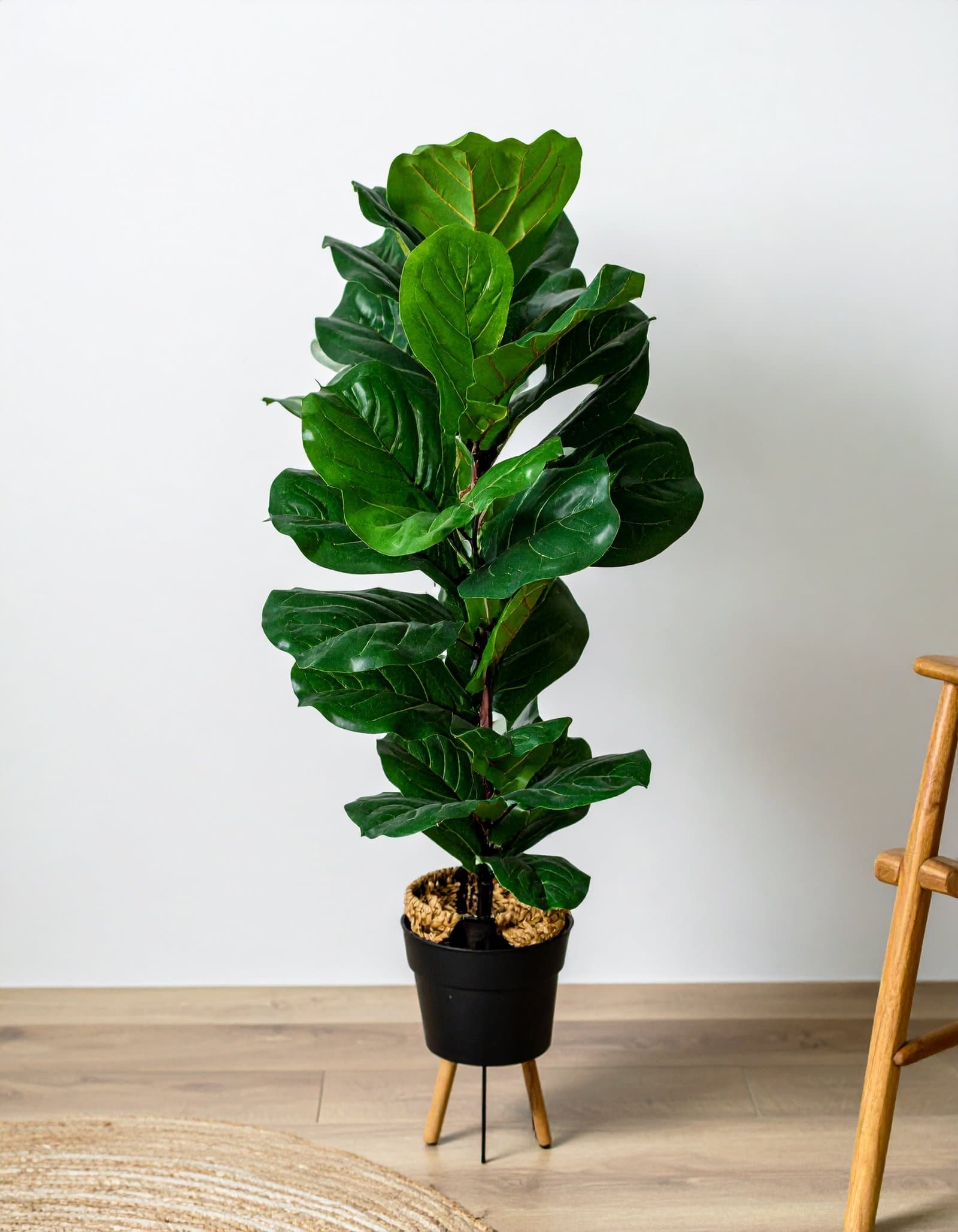 40″ 2 x 1 Fiddle Leaf Fig Plant With 40 Leaves H-100CM