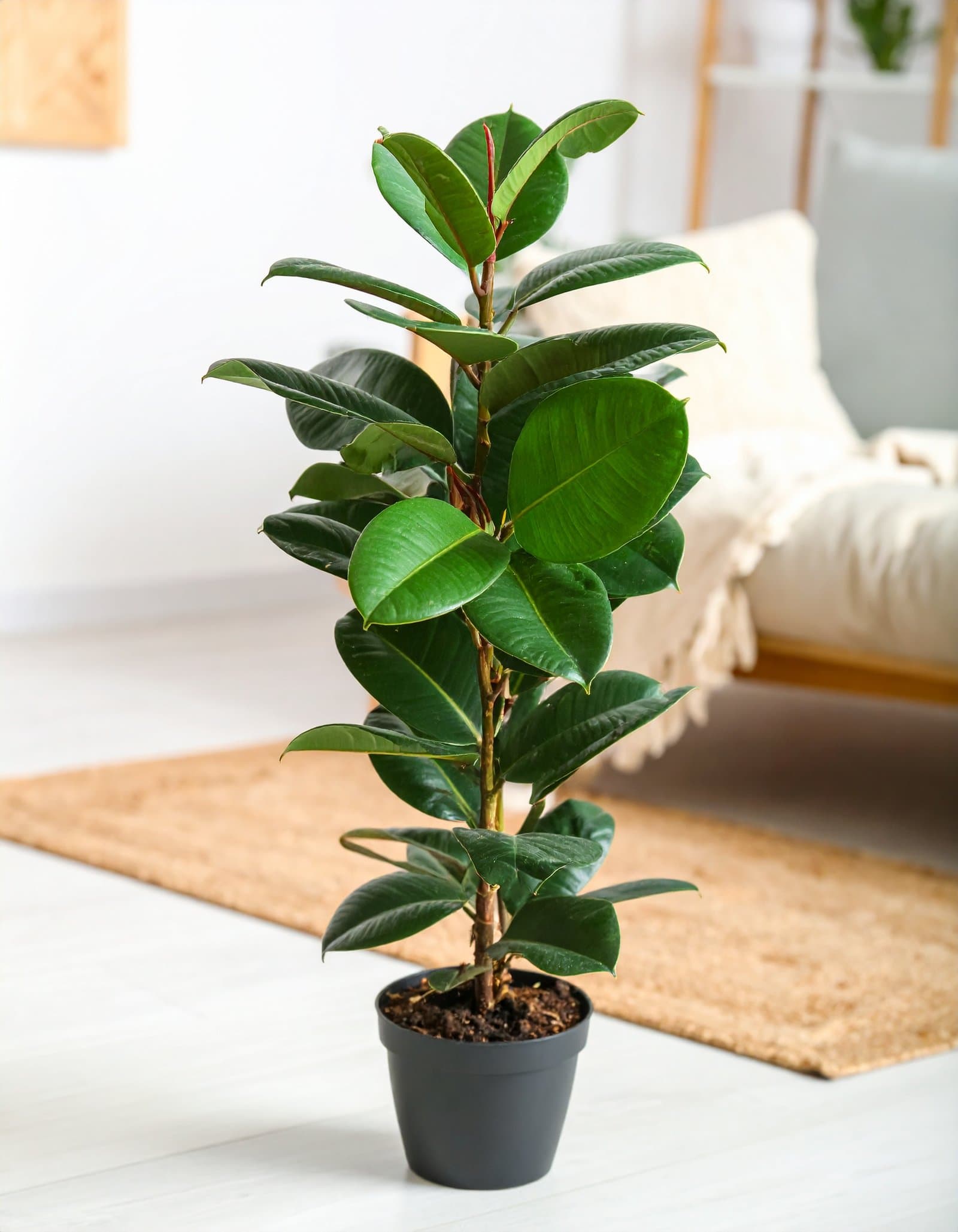 40″ 2 x 1 Green Rubber Plant With 40 Leaves H-100CM