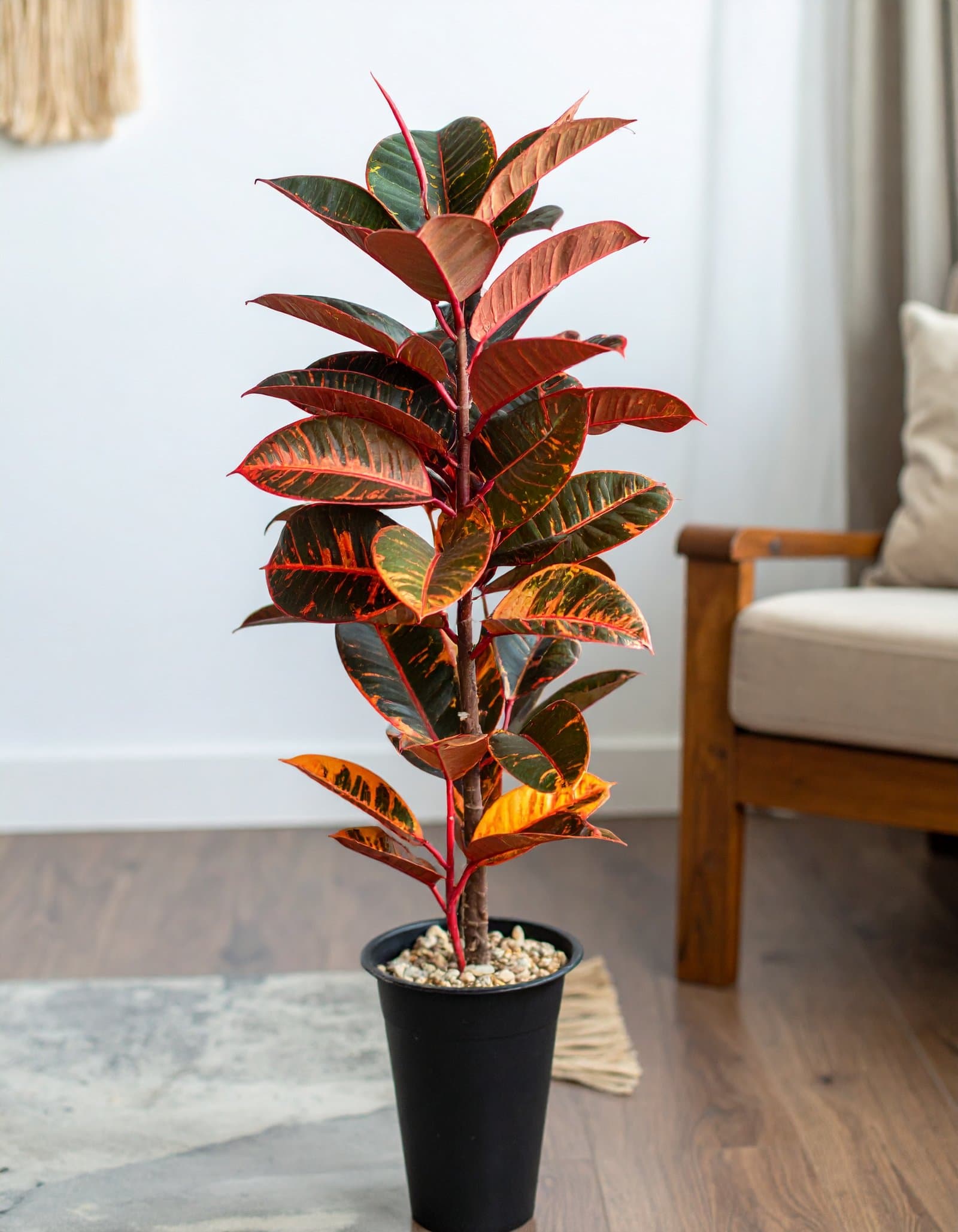 40″ 2 x 1 Red Rubber Plant With 40 Leaves H-100CM