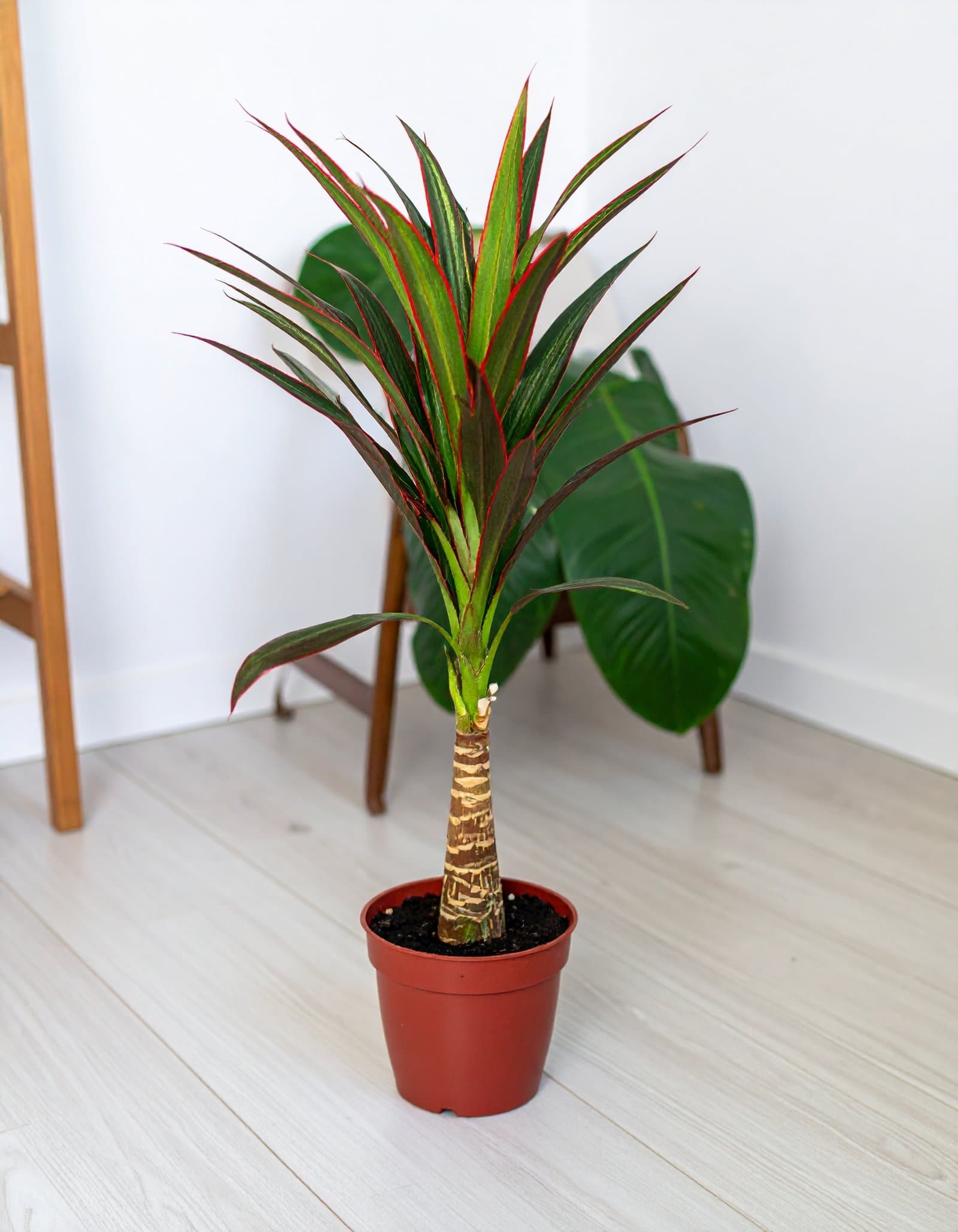 42″ Dracaena Plant With Bottle Trunk (Green + Red) H-105CM
