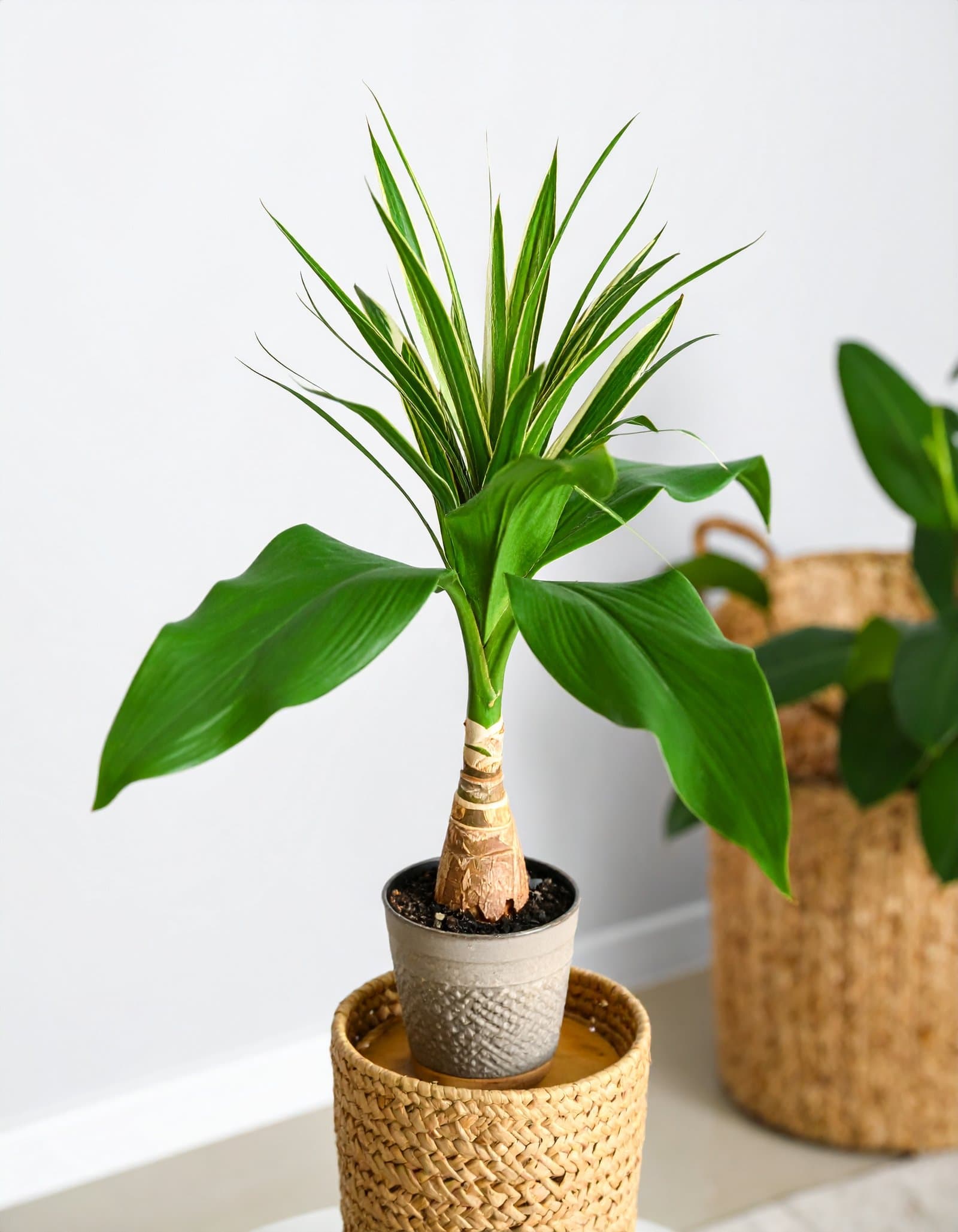 42″ Dracaena Plant With Bottle Trunk (Green + White) H-105CM