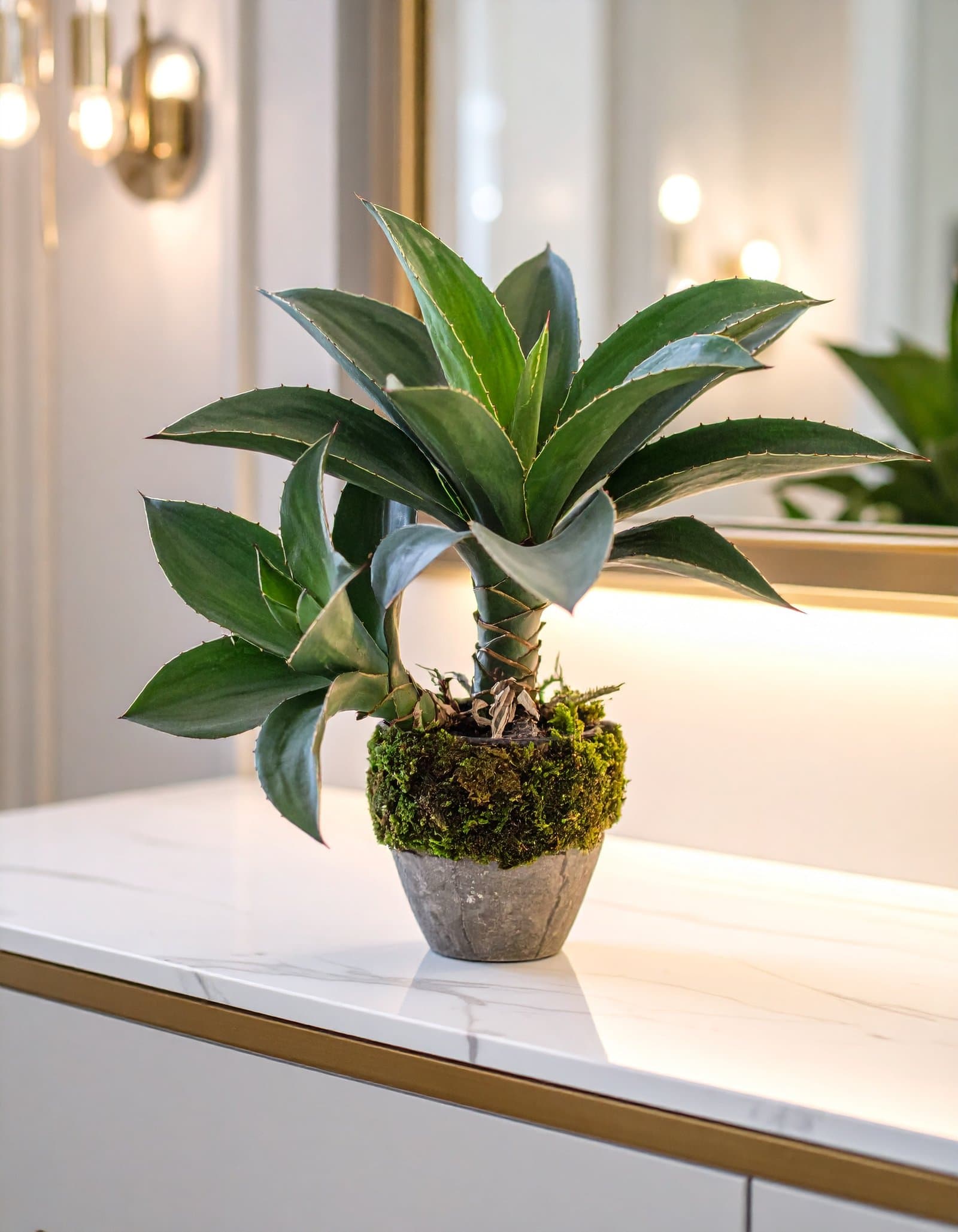 45 CM 2 X 1 GREEN FOXTAIL AGAVE PLANT WITH 20 LEAVES.