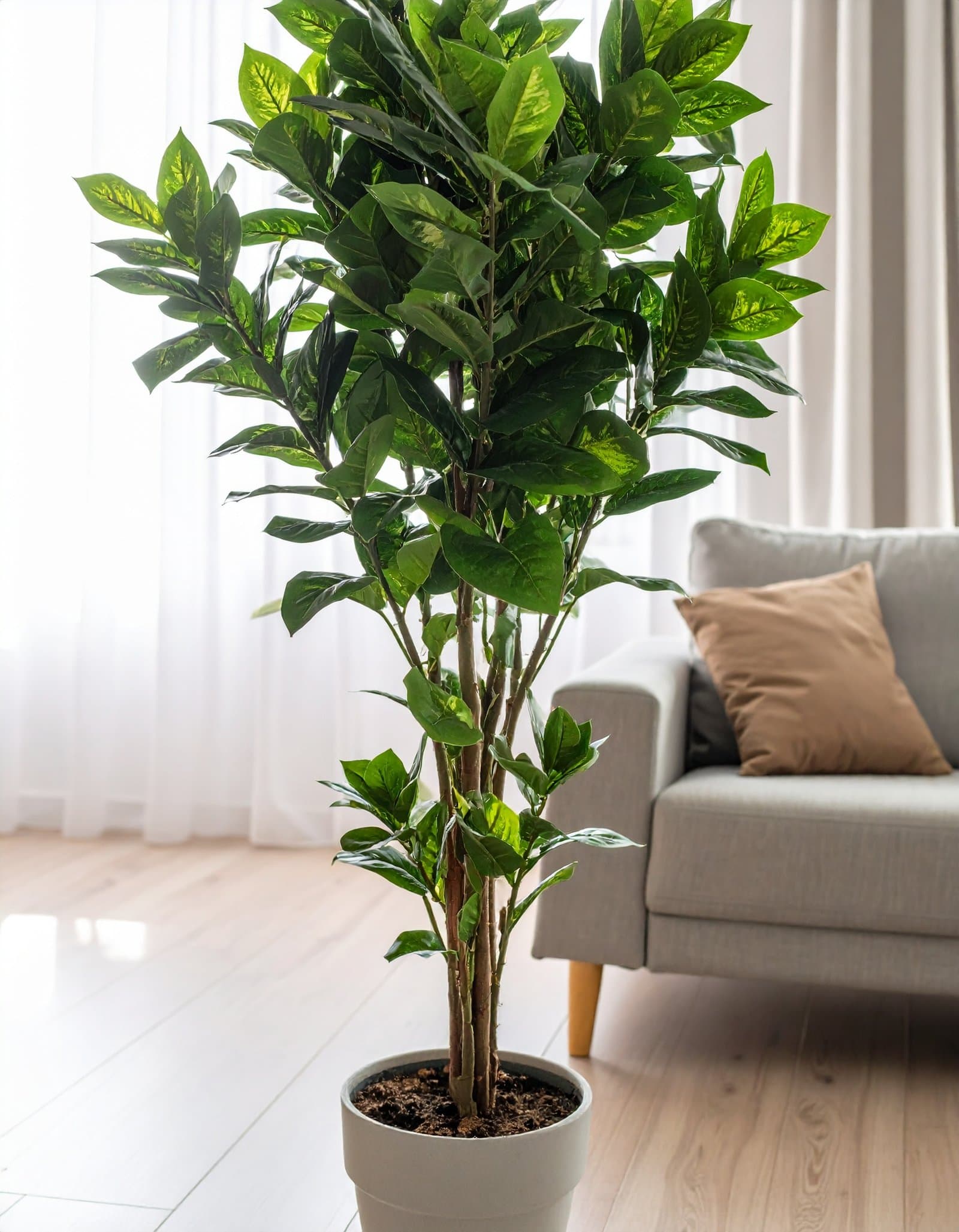 5 Ft 3 X 1 Dieffenbachia Plant With 264 Leaves H-150CM
