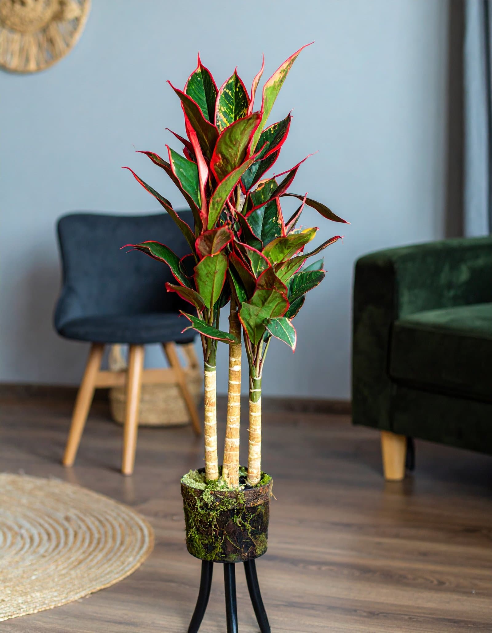 5 Ft 3 X 1 Dracaena Plant With Fibre Trunk (Green + Red) H-150CM