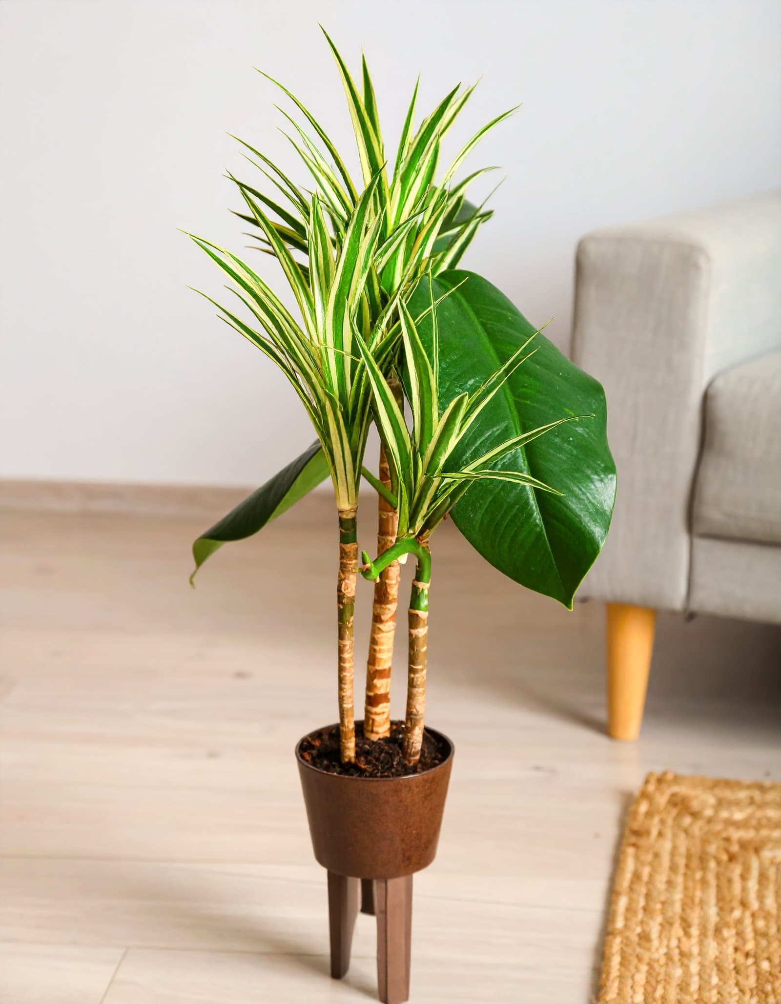 5 Ft 3 X 1 Dracaena Plant With Fibre Trunk (Green + White) H-150CM