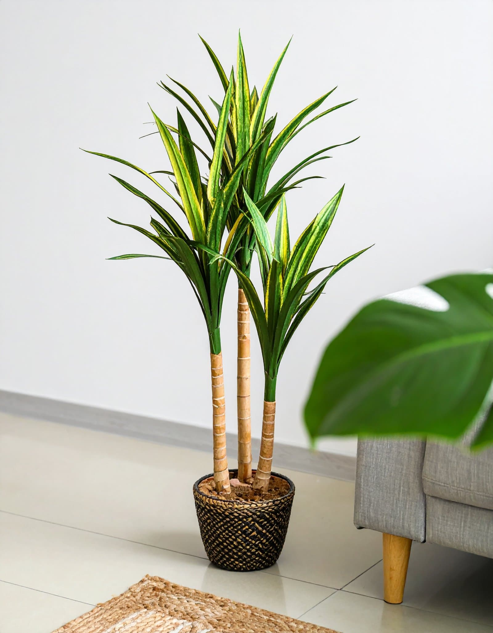 5 Ft 3 X 1 Dracaena Plant With Fibre Trunk (Green + Yellow) H-150CM