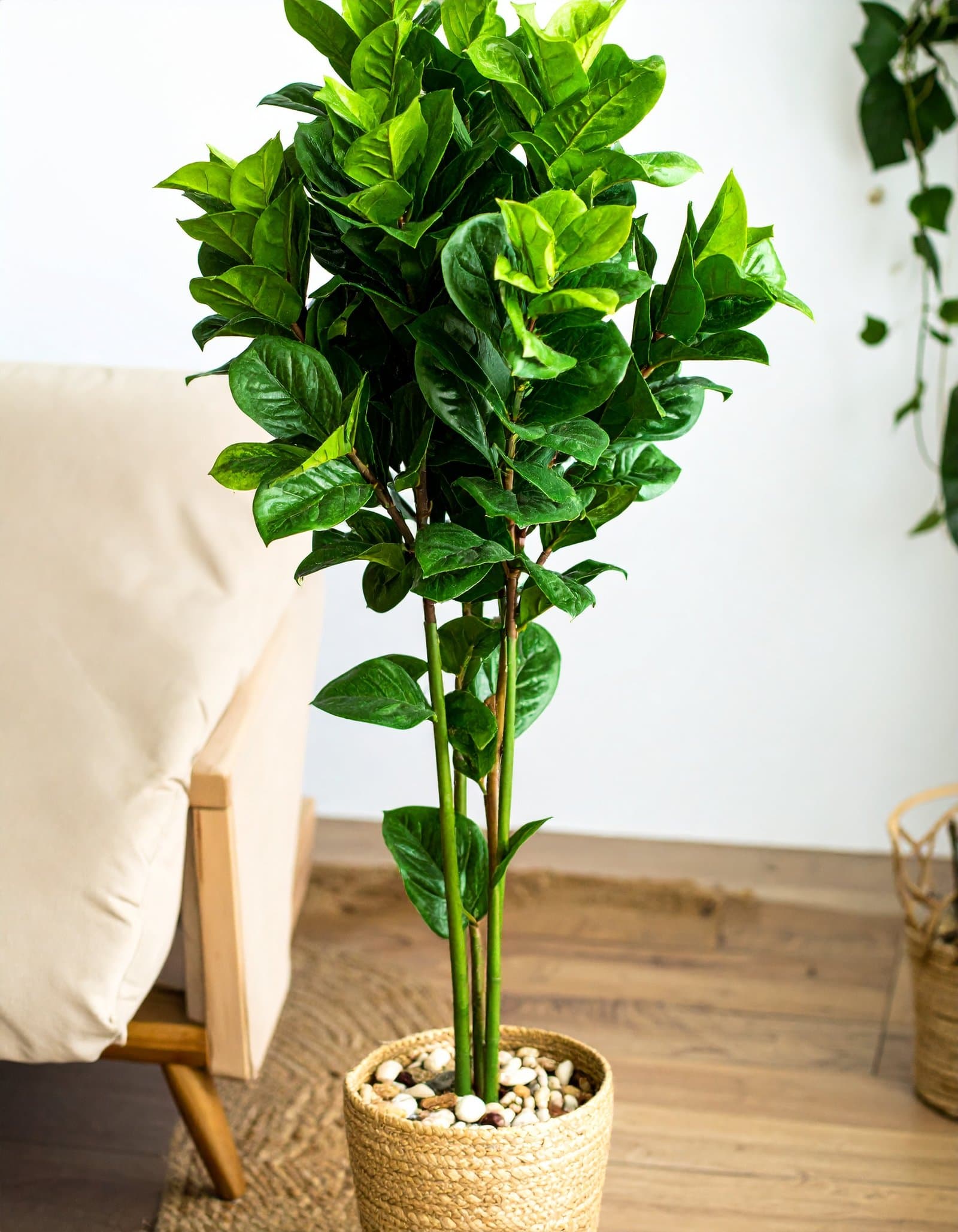 5 Ft 3 X 1 Split Philo Leaves Plant With 264 Leaves