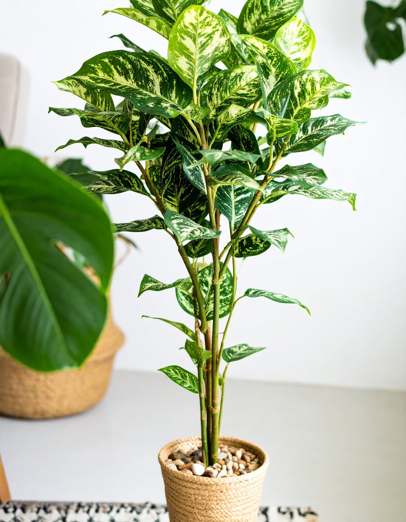 5 Ft 3 X 1 Zebra Leaves Plant With 264 Leaves