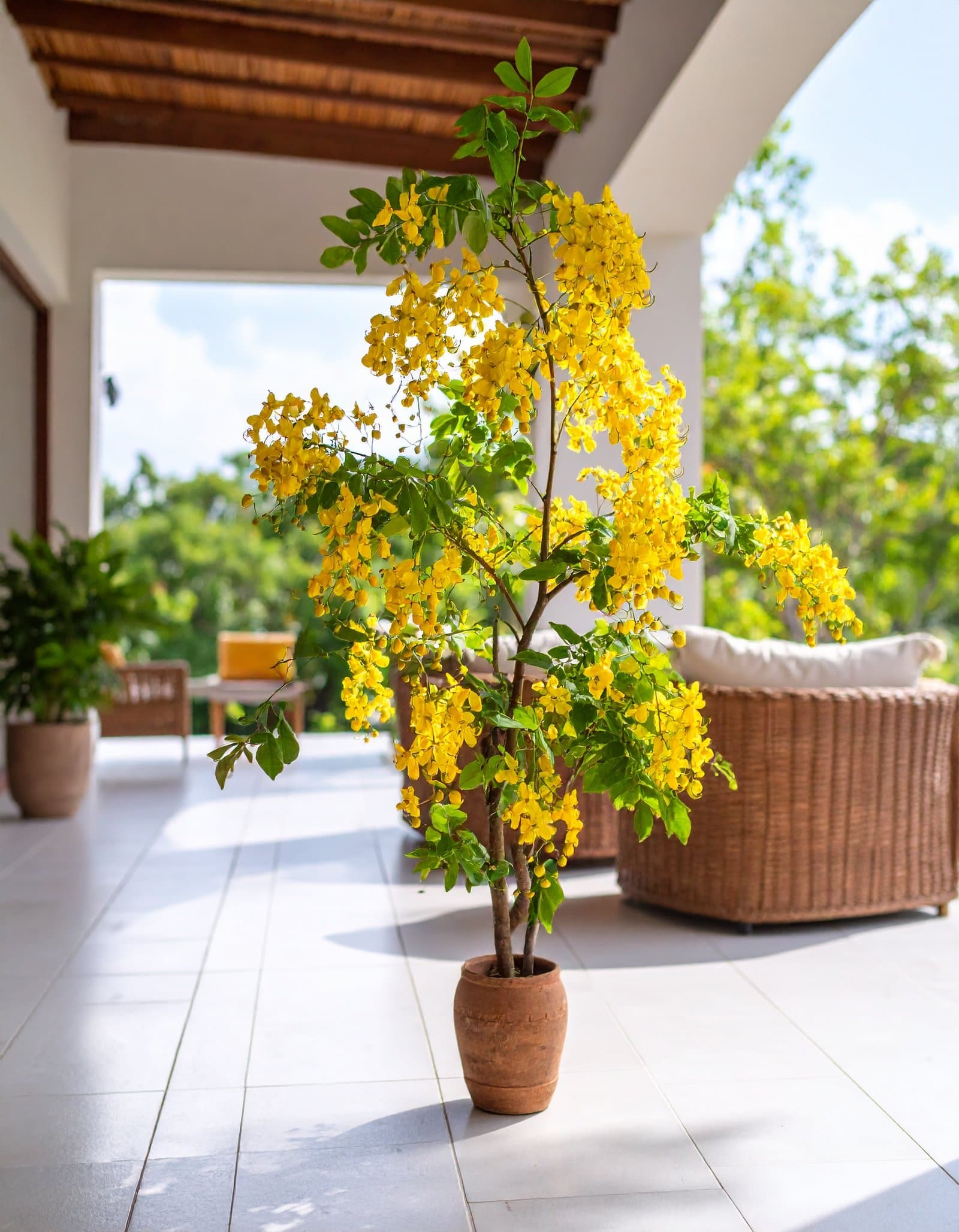 5 FT CASSIA LEPTOPHYLLA TREE WITH YELLOW FLOWERS.