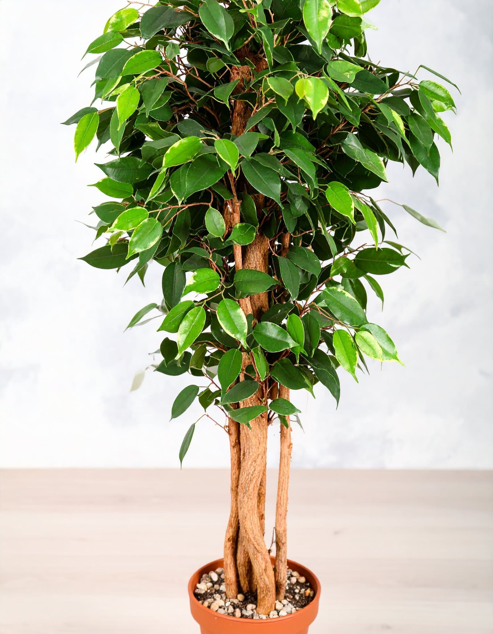 5 Ft Fibre Trunk Ficus Tree With 960 Real Touch Leaves