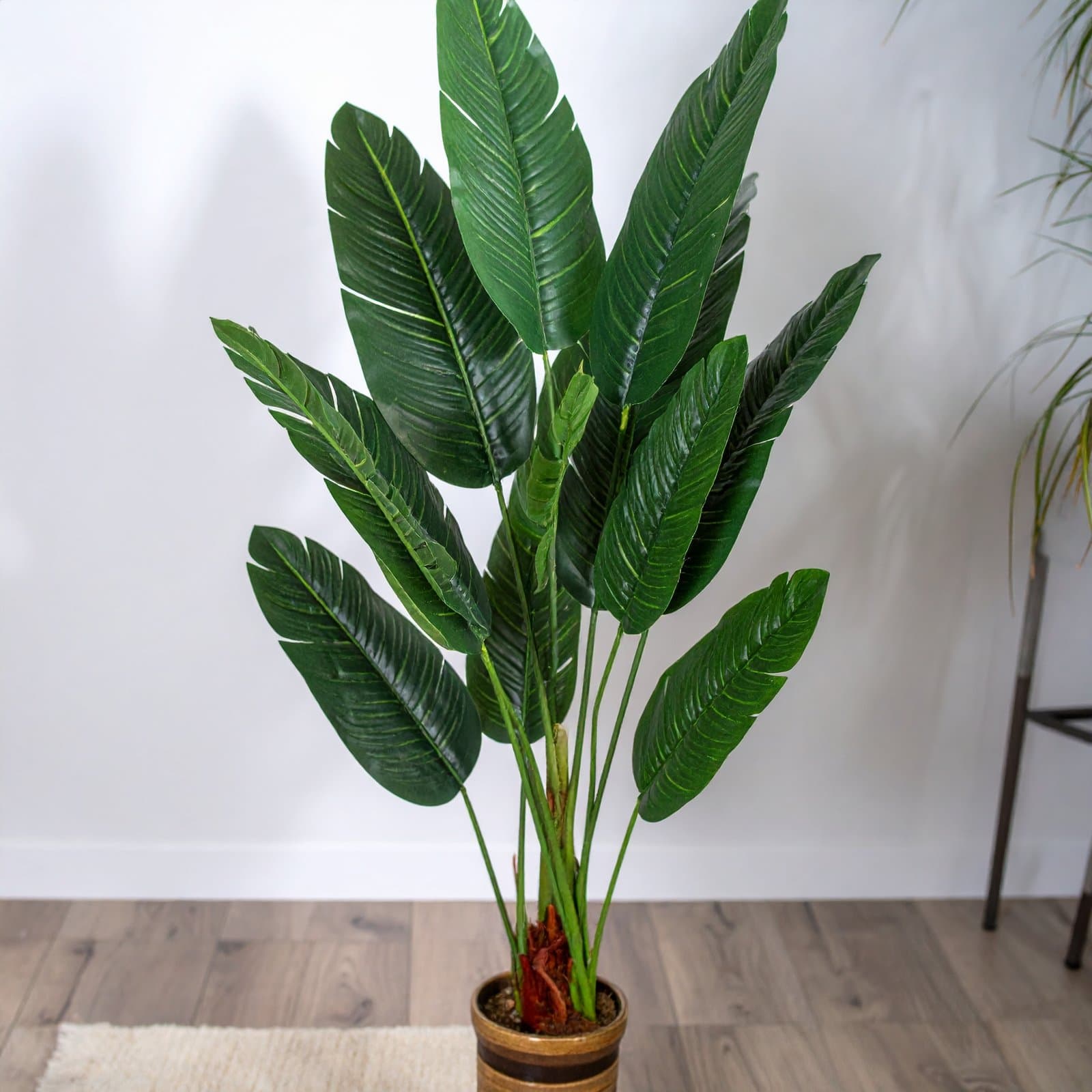 6 Ft 3 X 1 Traveller’s Palm Tree With 13 Leaves H-150CM