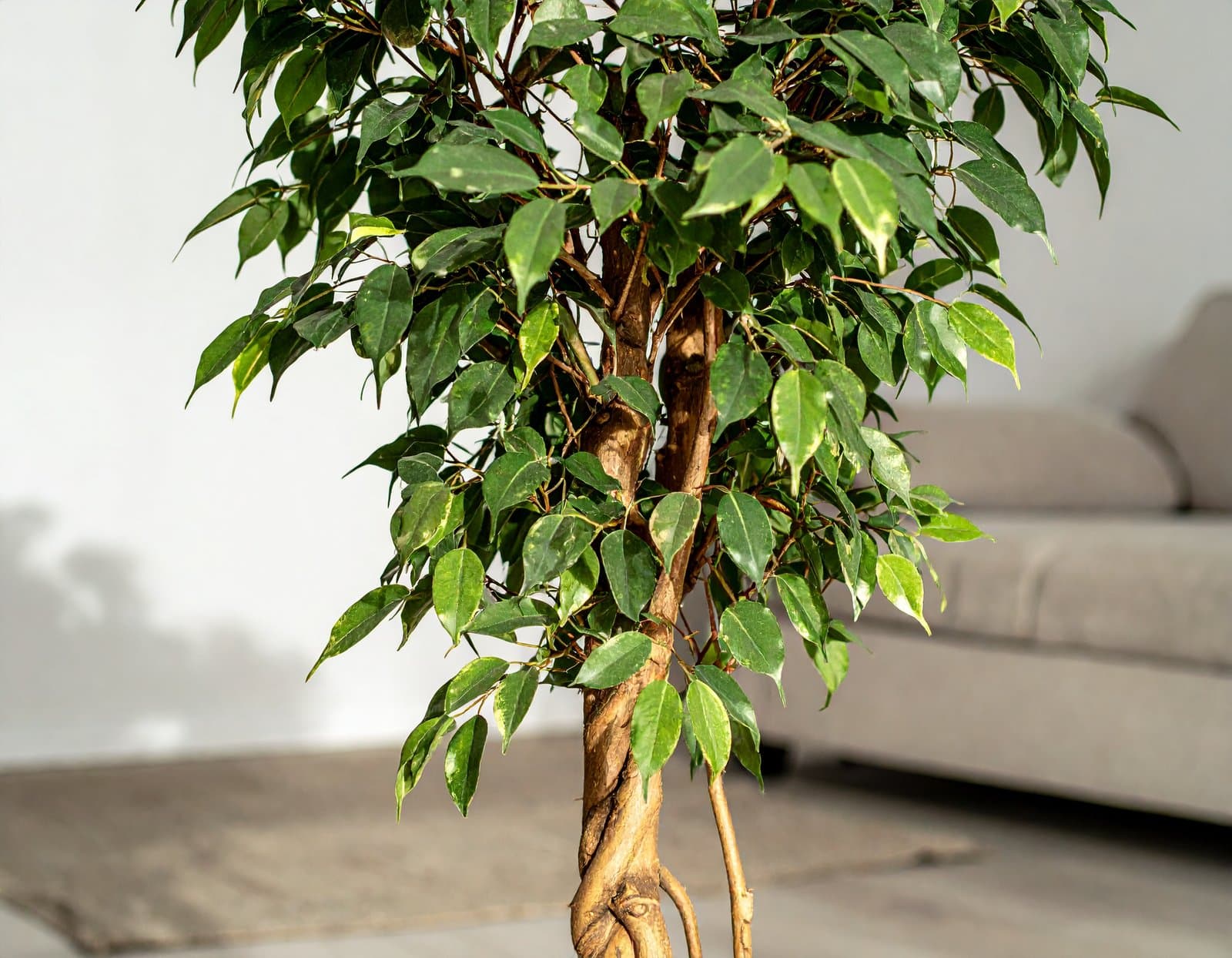 6 Ft Fibre Trunk Ficus Tree With 1440 Real Touch Leaves