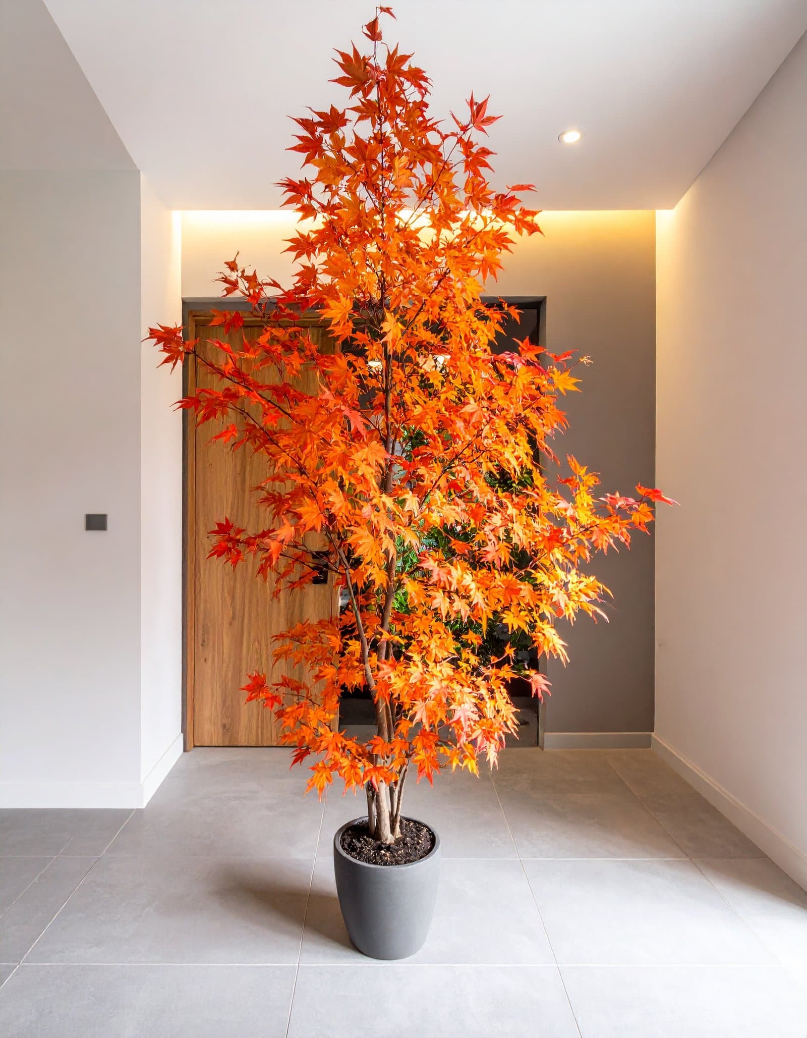 6 FT ORANGE JAPANESE MAPLE TREE WITH 215 REAL TOUCH LEAVES.