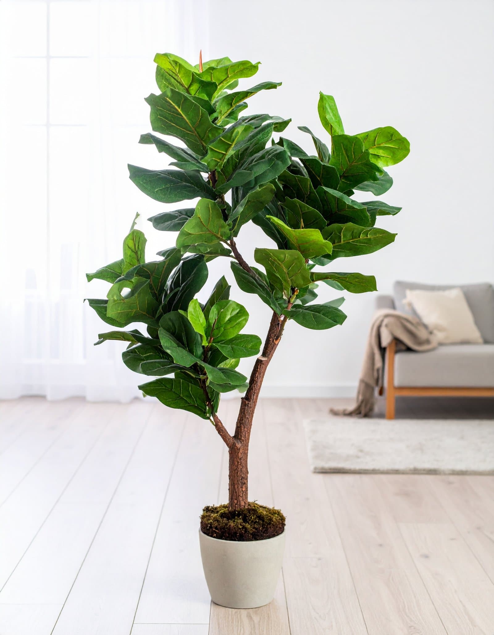 66″ 3 X 1 Fiddle Leaf Fig Plant With 93 Leaves. (Fiber Trunk) H-165CM