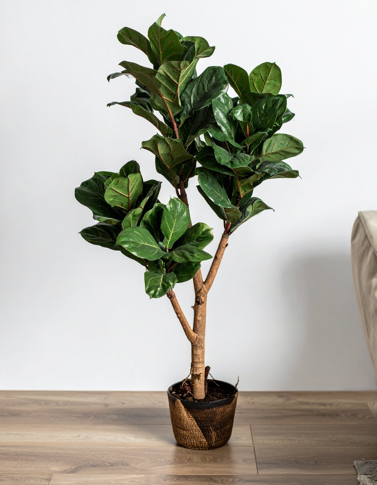 66″ 3 X 1 Green Rubber Plant With 93 Leaves. (Fiber Trunk) H-165CM