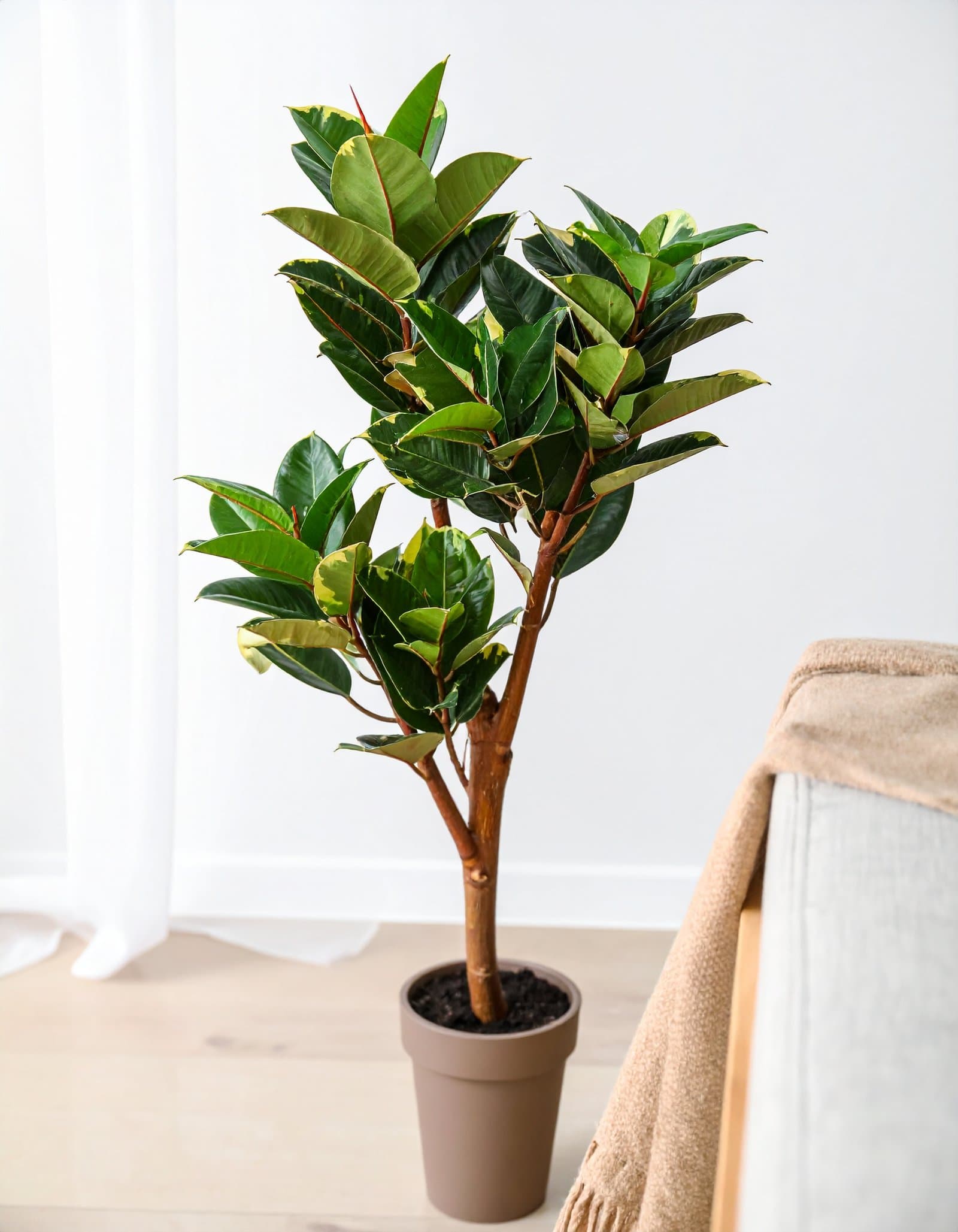 66″ 3 X 1 Shaded Rubber Plant With 93 Leaves. (Fiber Trunk) H-165CM