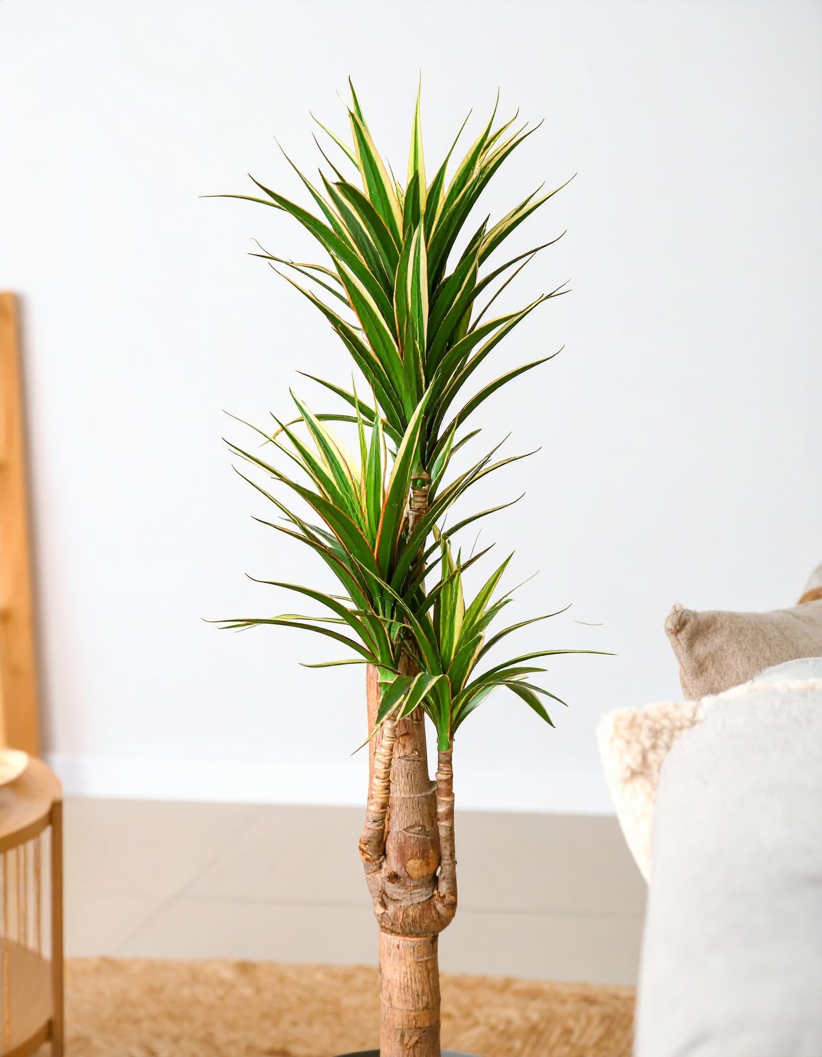 75″ 3 X 1 Dracaena Plant with Fibre Trunk (Green + White) H-188CM
