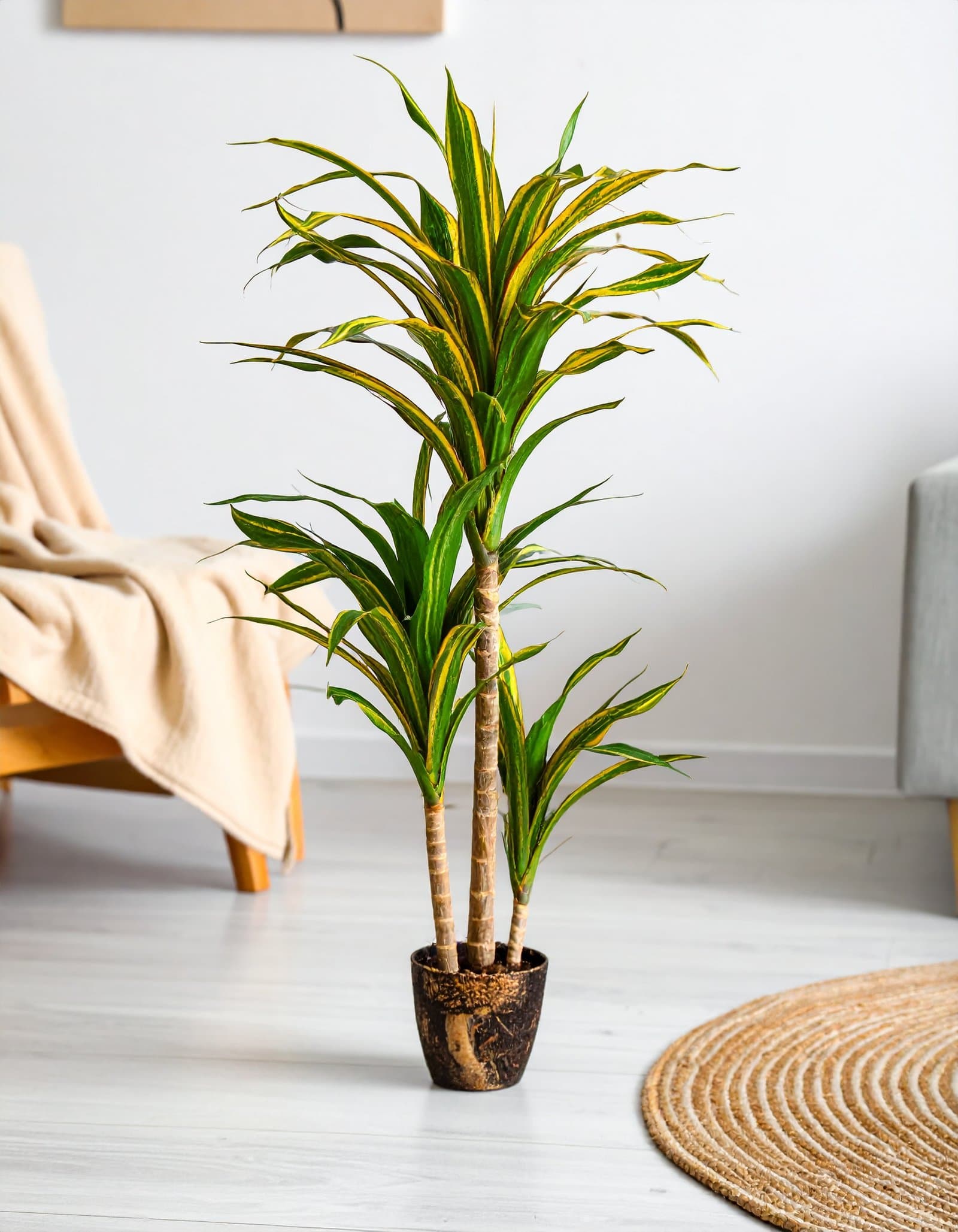 75″ 3 X 1 Dracaena Plant with Fibre Trunk (Green + Yellow) H-188CM