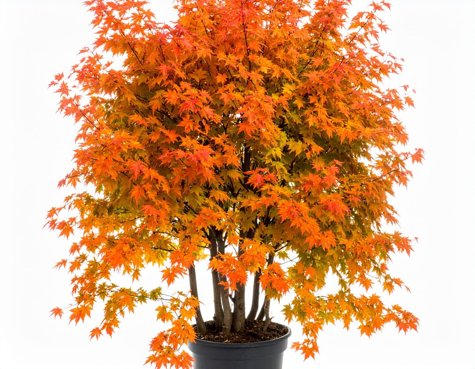 9 Ft Jumbo Orange Maple Tree With Fiber Trunk