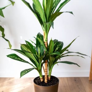 3 Ft 4 X 1 Real Touch Dracaena Plant H-90CM