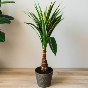 32" 1 X 1 Real Touch Dracaena Plant (Green + White) H-80CM