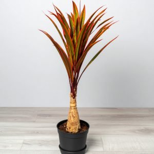 4 Ft 3 X 1 Dracaena Tree With Fibre Trunk (Green + Orange) H-120CM