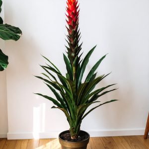 4 Ft Slim Dracaena Plant With Red Dragon Flower H-120CM