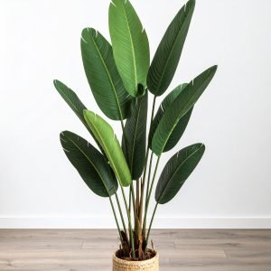 5 Ft 3 X 1 Traveller's Palm Tree With 10 Leaves H-150CM