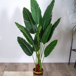 6 Ft 3 X 1 Traveller's Palm Tree With 13 Leaves H-150CM