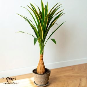75" 3 X 1 Dracaena Plant with Fibre Trunk (Green + Orange)H-188CM