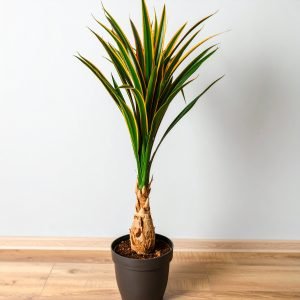 75" 3 X 1 Dracaena Plant with Fibre Trunk (Green + Red) H-188CM