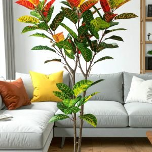 5 Ft 3 X 1 Croton Plant With 264 Leaves H-150CM