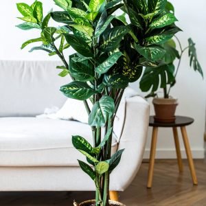 24" Dieffenbachia Bunch With 19 Real Touch Leaves