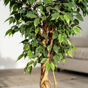 6 Ft Fibre Trunk Ficus Tree With 1440 Real Touch Leaves