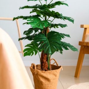 3 Ft Monstera Coir Plant With 18 Real Touch Leaves (H-90CM)