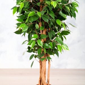 5 Ft Fibre Trunk Ficus Tree With 960 Real Touch Leaves