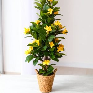 6 Ft Frangipani Tree With Real Touch Leaves (Yellow) H-180CM