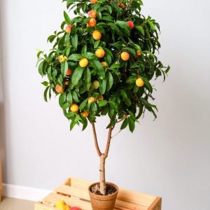 6.5 Ft Peach Tree With 1752 Leaves And 33 Fruits H-195CM
